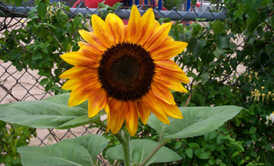 Sunflower in Provincetown